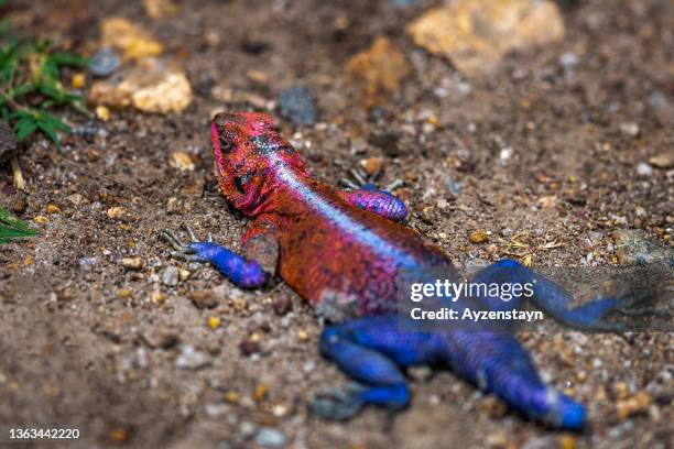 male rainbow lizard (agama) at wild - siedleragame stock-fotos und bilder