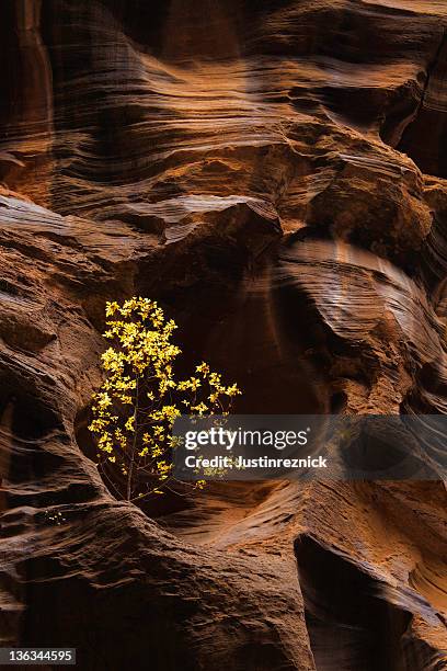 tree in narrows wall - zion narrows stock pictures, royalty-free photos & images