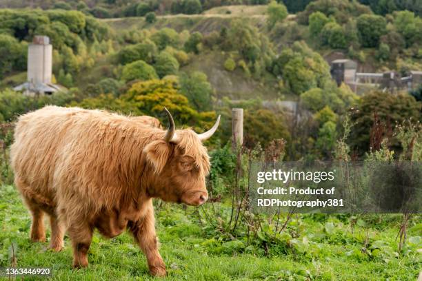 heilan coo - coo imagens e fotografias de stock