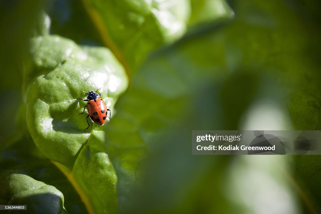 A Ladybug on a Chard Leaf