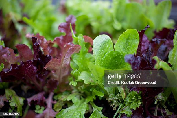 baby lettuces - lettuce stock pictures, royalty-free photos & images