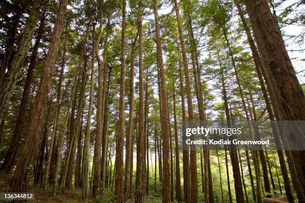 Privacy Forest 17,228 California Privacy Stock Photos, High-Res Pictures, and Images ...