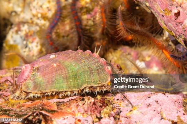 pinto abalone - haliotis kamtschatkana assimilis - abalone ストックフォトと画像