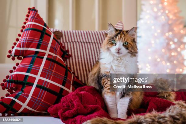 cat relaxing during the christmas season - calico cat stock pictures, royalty-free photos & images