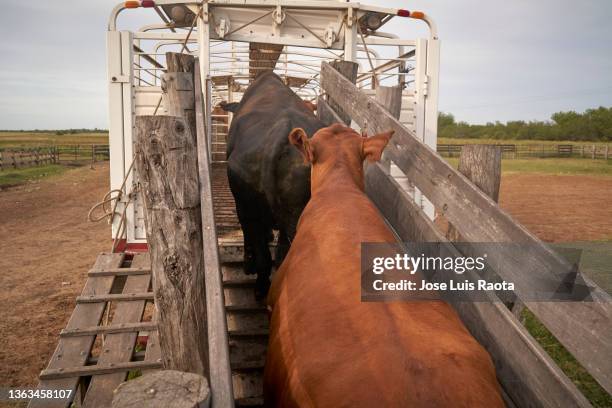 ride a truck full of cattle - hereford cattle fotografías e imágenes de stock