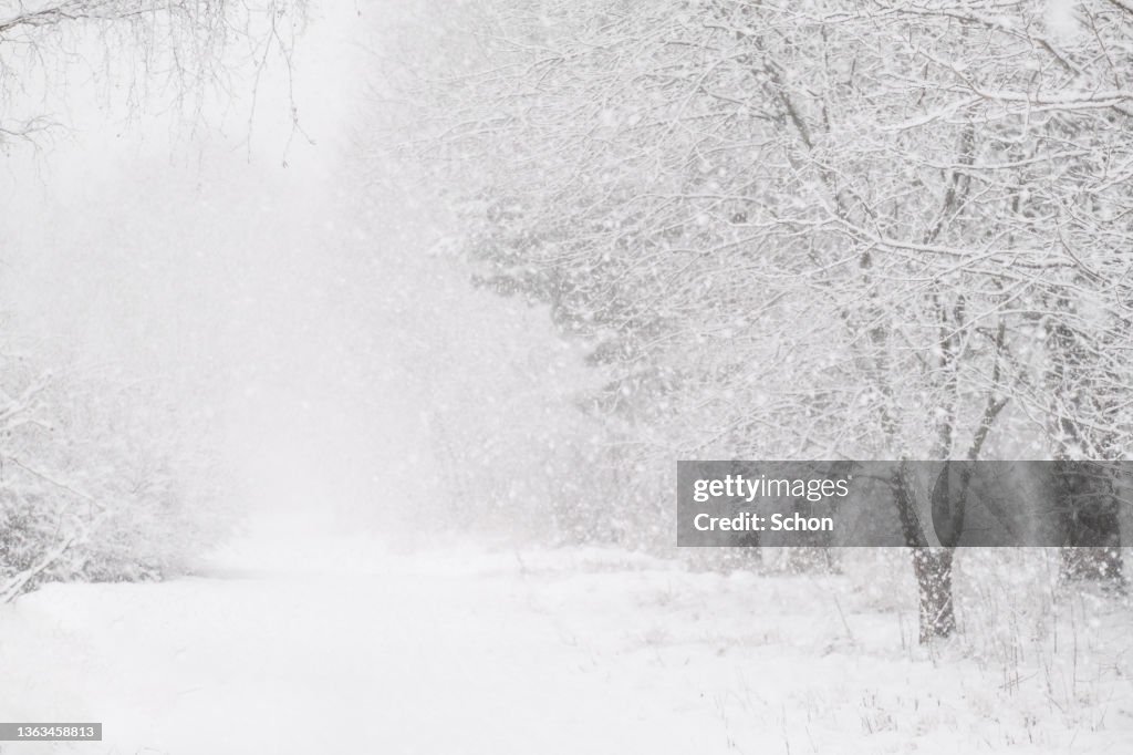 Heavy snowfall by a path lined with trees