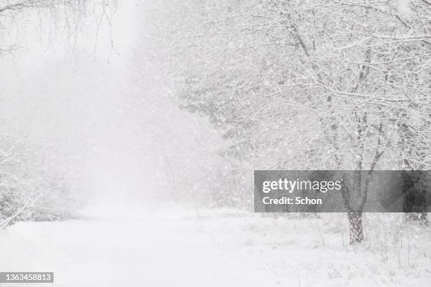 heavy snowfall by a path lined with trees - whiteout stock pictures, royalty-free photos & images