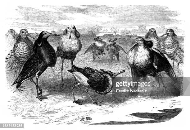 Italian Ruff's Victorian Ruff Photos and Premium High Res Pictures - Getty Images