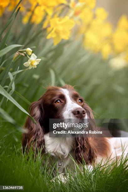 brown and white spaniel dog in daffodils - springer spaniel stock pictures, royalty-free photos & images