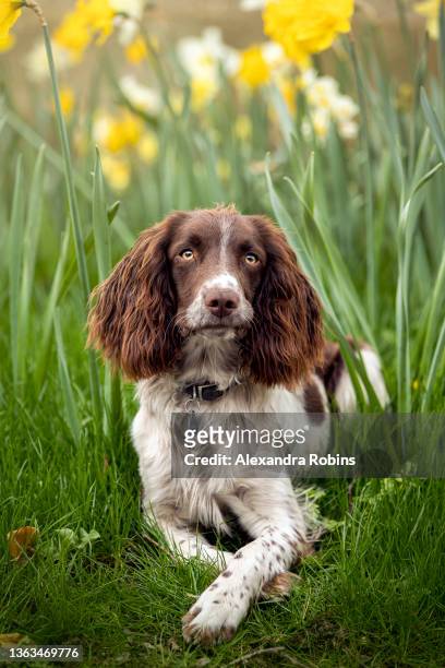 brown and white spaniel dog in daffodils - springer spaniel stockfoto's en -beelden
