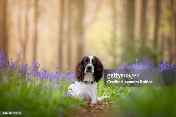black and white spaniel dog in bluebells - springer spaniel fotografías e imágenes de stock