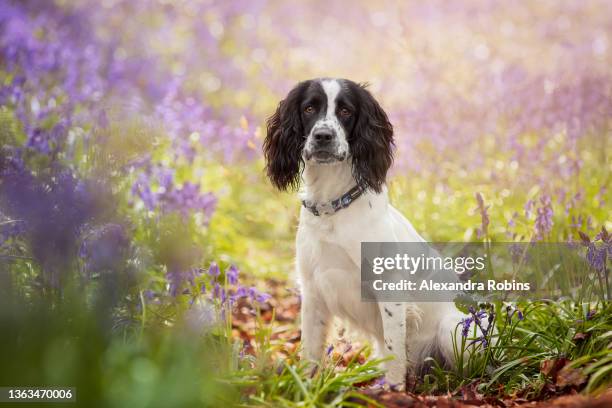 black and white spaniel dog in bluebells - springer spaniel fotografías e imágenes de stock