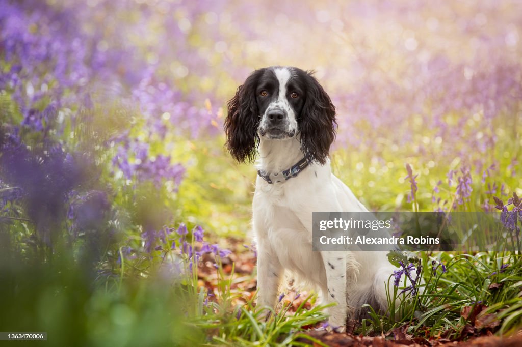 Black and White Spaniel Dog In Bluebells