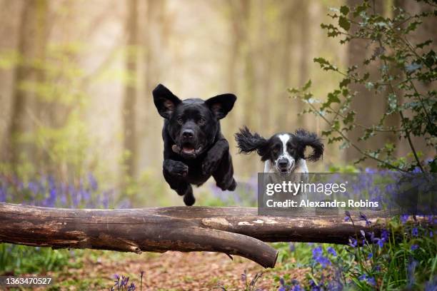 black labrador and spaniel jumping dogs - woodland creatures stock pictures, royalty-free photos & images