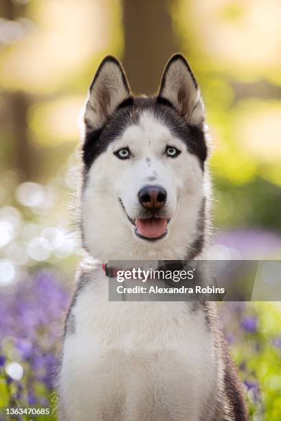 siberian husky dog in bluebell flowers - husky dog stock pictures, royalty-free photos & images