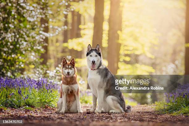 siberian husky dog in bluebell flowers - siberian husky stock pictures, royalty-free photos & images