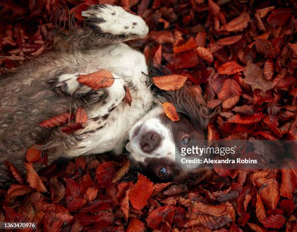 brown and white spaniel in autumn leaves - leaflitter stock-fotos und bilder