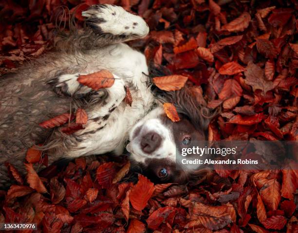 brown and white spaniel in autumn leaves - animal back foto e immagini stock