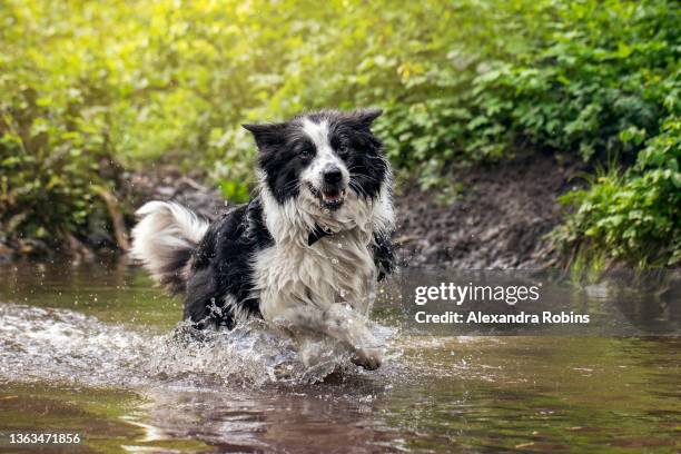 black and white border collie dog playing in water - border collie foto e immagini stock