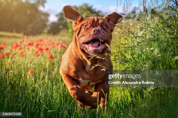 dogue de bordeaux in poppies - mastiff stock-fotos und bilder