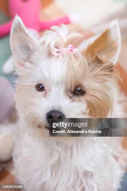 white and tan yorkie yorkshire terrier dog - yorkshire shepherdess amanda owen stock pictures, royalty-free photos & images