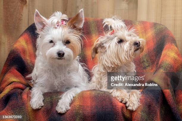 cute little yorkie cross dogs on chair - yorkshire terrier bow stock pictures, royalty-free photos & images