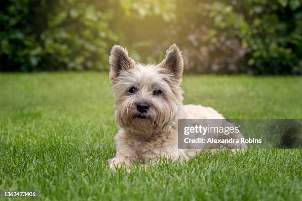 cairn terrier dog in garden - alexandra summers stockfoto's en -beelden