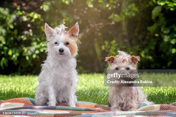 Cute Little Yorkie Cross Dogs In Garden High-Res Stock Photo