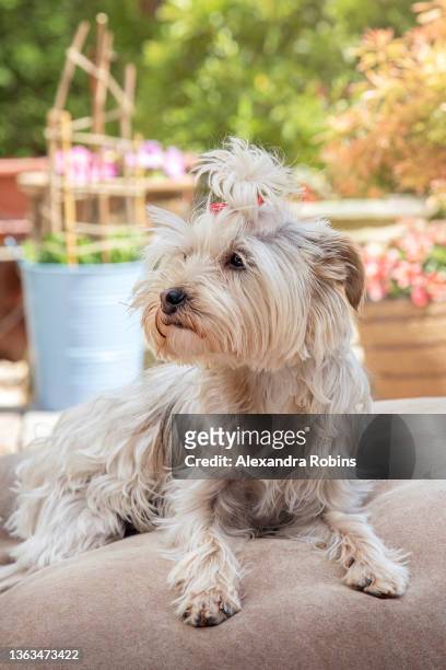 white and tan yorkie yorkshire terrier dog in bed lying tired - yorkshire shepherdess amanda owen stock pictures, royalty-free photos & images