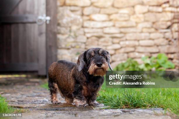 old wire haired dachshund dog - wire haired dachshund stock pictures, royalty-free photos & images