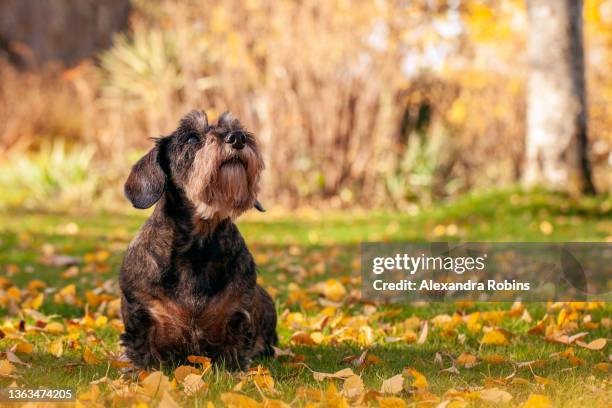 old wire haired dachshund dog - wire haired dachshund stock pictures, royalty-free photos & images