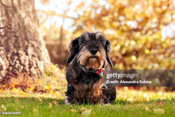 old wire haired dachshund dog - dachshund stock pictures, royalty-free photos & images