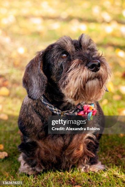old wire haired dachshund dog - schnauzer stock pictures, royalty-free photos & images