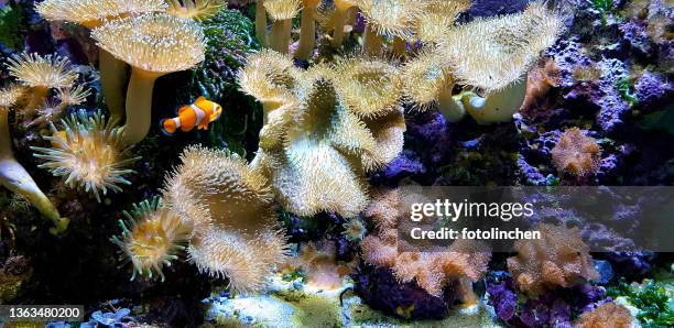 clown fish in anemones - false clown fish stock pictures, royalty-free photos & images