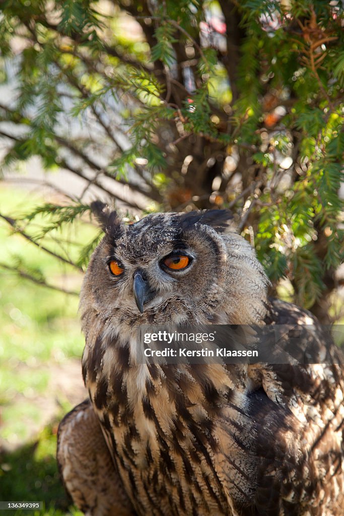 Eagle owl