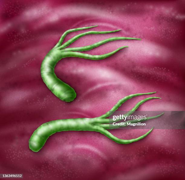 helicobacter pylori bacteria vector - cell structure stock illustrations