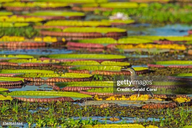 der quergestreifte reiher (butorides striata), auch bekannt als mangrovenreiher, kleiner reiher oder grünrückenreiher, kommt im pantanal in brasilien vor. stehend auf victoria water lily in einem teich. - pantanal feuchtgebiet stock-fotos und bilder