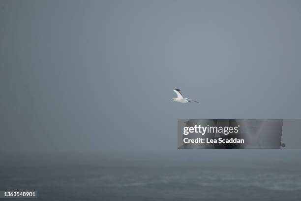 gannet series #10 - australasian gannet stock pictures, royalty-free photos & images