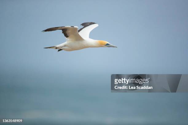 gannet series #9 - australasian gannet stock pictures, royalty-free photos & images