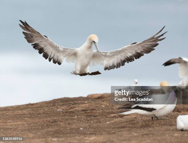 gannet series #2 - australasian gannet stock pictures, royalty-free photos & images