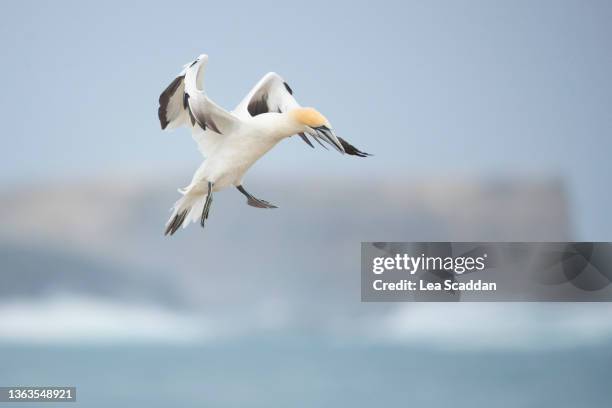 gannet series #1 - australasian gannet stock pictures, royalty-free photos & images