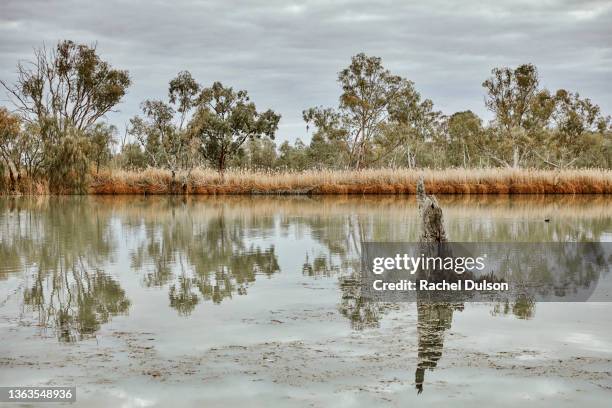 murray river at sunset - australian outback animals stock pictures, royalty-free photos & images