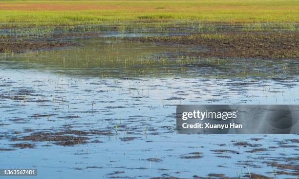 beautiful wetland landscape close-up - bayou stock-fotos und bilder