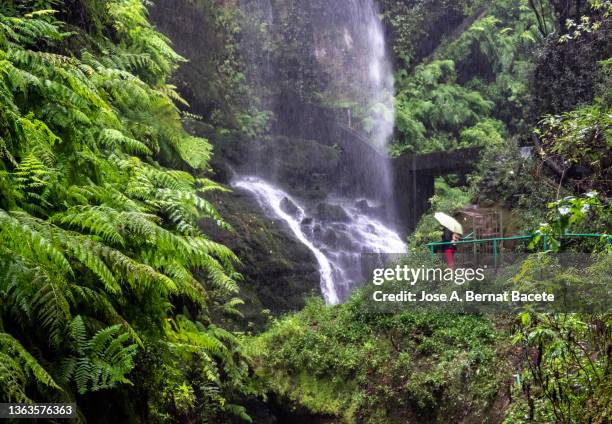 woman contemplating a waterfall, interior of a forest between ravines with a river and a waterfall. - la palma islas canarias fotografías e imágenes de stock