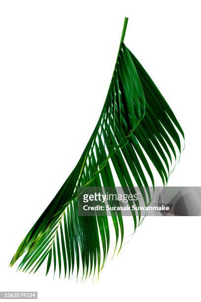 351 Palm Leaf Transparent Photos and Premium High Res Pictures - Getty  Images