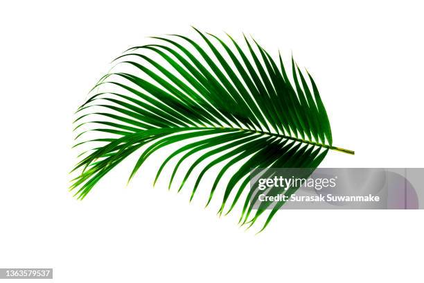 palm leaves the green leaves of palm trees rests on white background. - coconut isolated stock-fotos und bilder