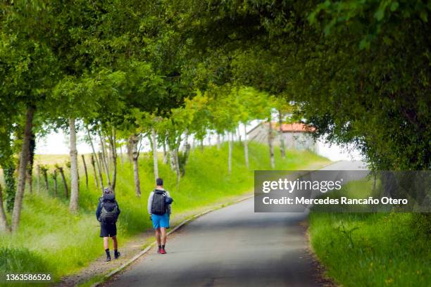 dos peregrinos en el camino de santiago caminando bajo las ramas de los árboles. - santiago de compostela fotografías e imágenes de stock