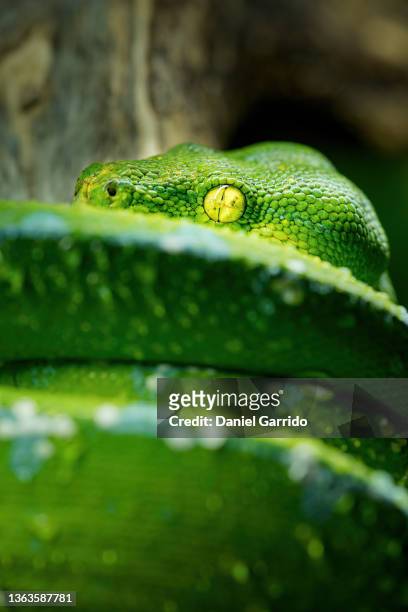 macrophotography of the skin of a green tree python (morelia viridis), scales background for negative space, wildlife copy space - national geographic stock pictures, royalty-free photos & images