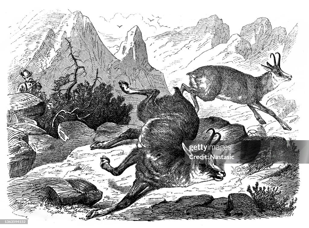 Hunter hunting Chamois (Rupicapra Rupicapra)