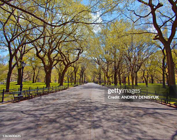 central park. manhattan. literally walk. - central park bildbanksfoton och bilder